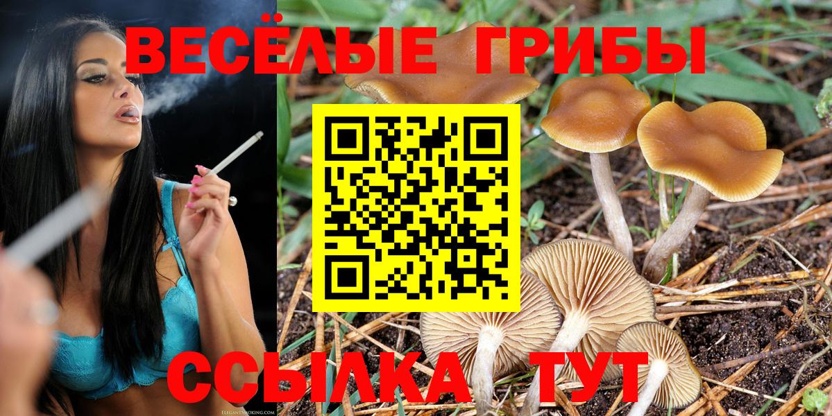 Галлюциногенные грибы Psilocybine cubensis  Вход с VPN  Клинцы 